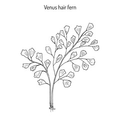 Southern maidenhair fern