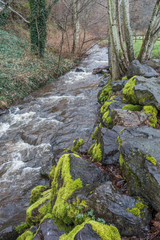 Stream At Saltwater 2