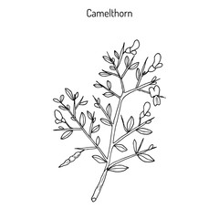 Camelthorn Alhagi maurorum 