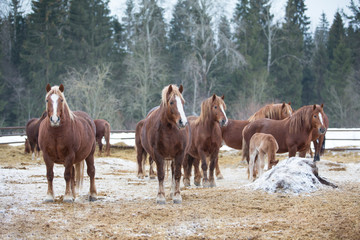 Fototapeta na wymiar A herd of horses in winter