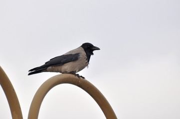 Hooded crow standing on a street light pole in the city