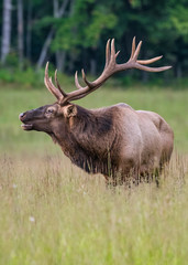 Bull Elk Starts to Bugle