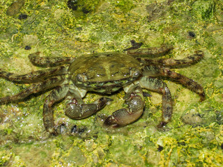 Crab  floating in the sea water