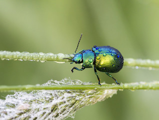 Green chrysolina © Pietro