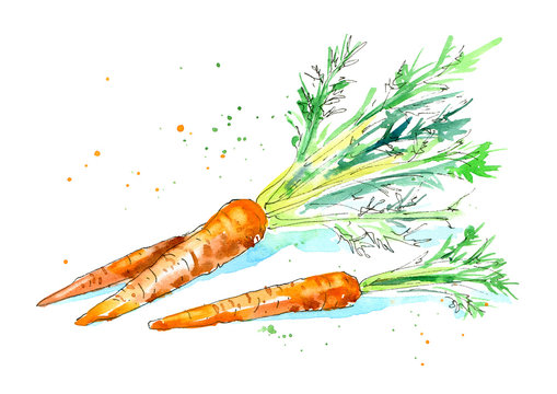 Garden carrots. Image of a vegetables. Watercolor hand drawn illustration. White background.