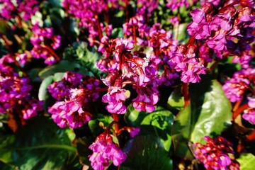 Frühling in Hamburg