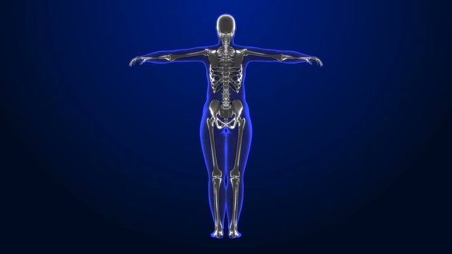 x-ray style - medical 3d animation of a female