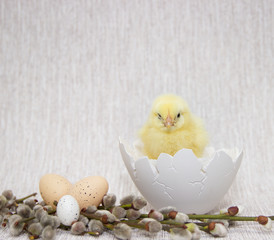 chicken sitting in a cracked eggshell, easter composition.