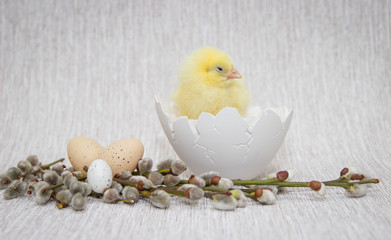 chicken sitting in a cracked eggshell, easter composition.