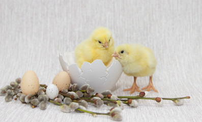 two chickens sitting in a cracked eggshell,easter composition.