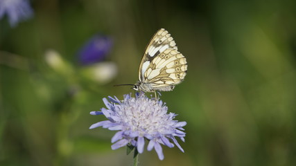 Schmetterling auf Skabiosenblume © Madeleine