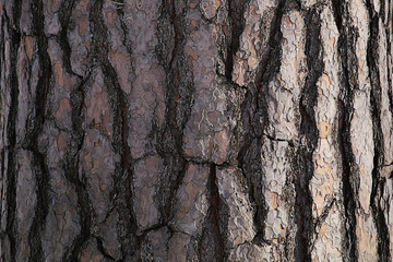 Texture from the bark of a tree. On the right side is the sunny side.