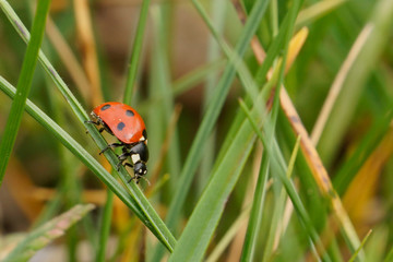 Marienkäfer - Glücksbringer