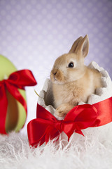 Baby bunny and egg
