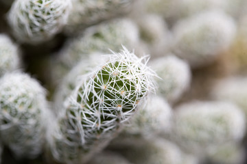 home cactus. macro