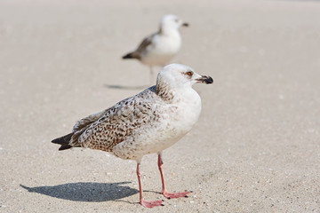 Gulls Birdlings on the Sand