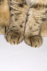 Paws of British shorthair cat, sitting on white background, close up