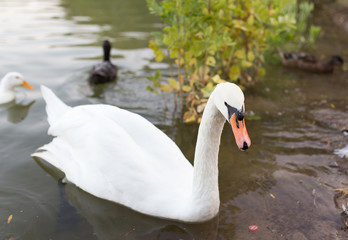 Swan in a pond in nature