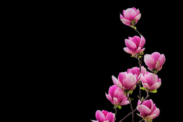 Fototapeta premium Magnolia flower blossom isolated on white background