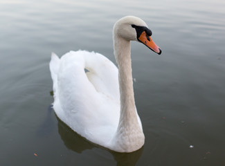 Swan in a pond in nature