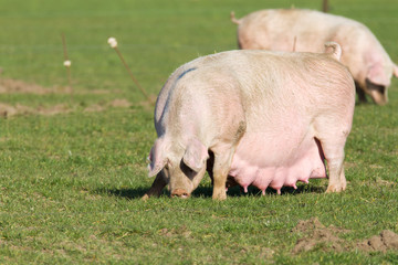 Trächtige Zuchtsau auf einer Wiese