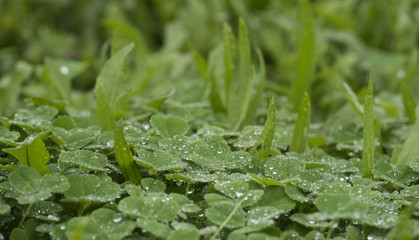 clover grass