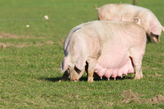 Tr&auml;chtige Zuchtsau auf einer Wiese