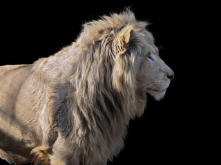 Lion's profile isolated at black