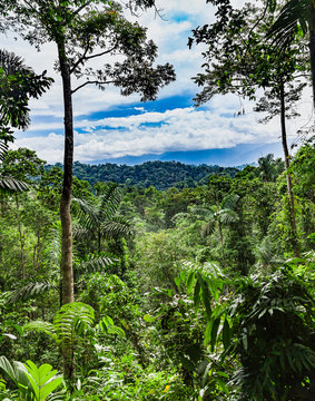 Rainforest in the center of Costa Rica