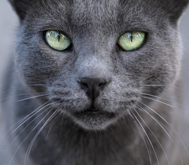 Silver (ashy) cat on gray background