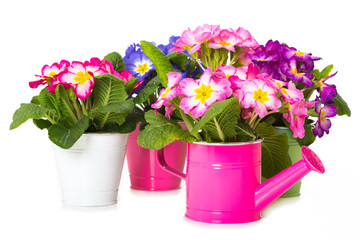 Bunte Primeln