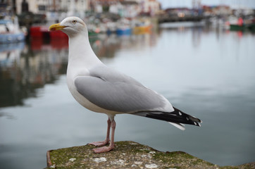 Seagull