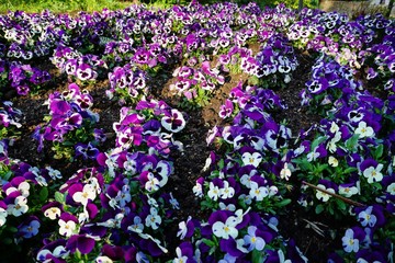 Fototapeta premium Frühling in Hamburg