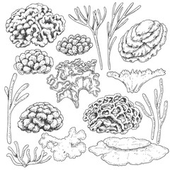 Obraz premium Sketch of corals set