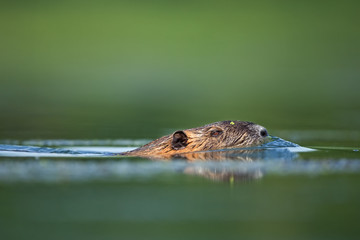 coypu, myocastor coypus, Czech republic
