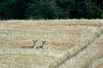  fallow deer, dama dama, Czech republic