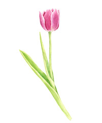 watercolor pink tulip