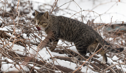cat meat in his mouth on a tree