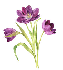 watercolor purple tulips