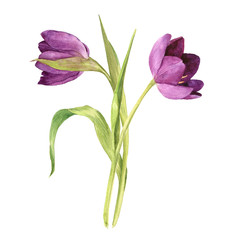 watercolor purple tulips
