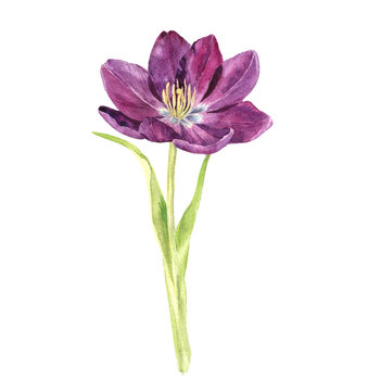 Watercolor Purple Tulip