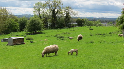 Easter lamb