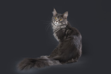 Obraz premium cat on a background isolated