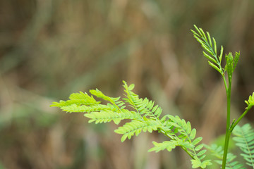 Selective focus at small leaf green at tree Thailand