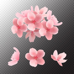 Vector pink sakura blooming flowers isolated on transparent background.