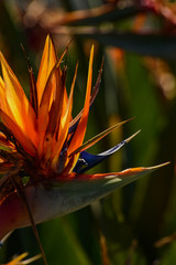 Strelitzia Royal rare plant.