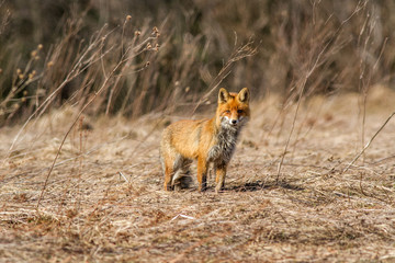 Spring fox in the natural habitat