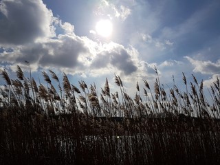 Trawy © michalsen