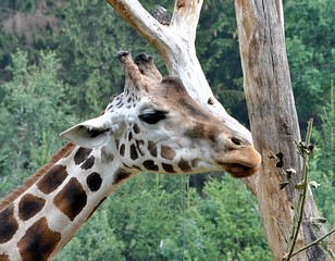 exotic animals - Giraffe
