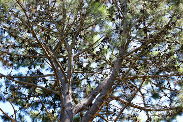 The pine tree crown studded with cones